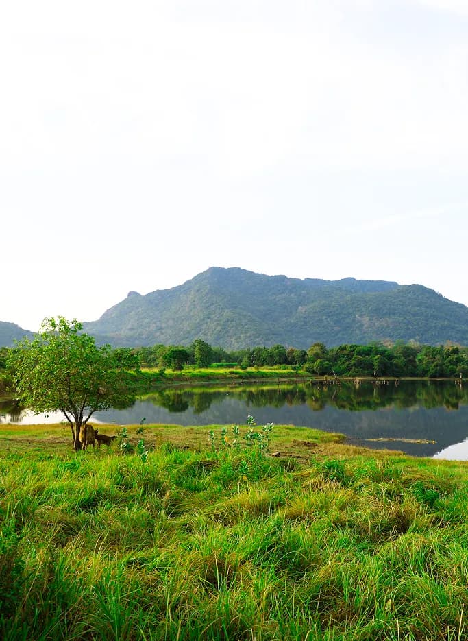 Large landscape